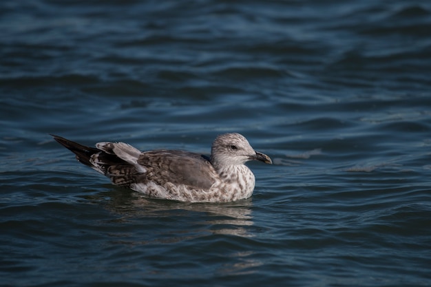 Mouette nageant