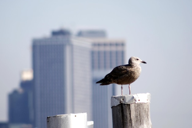 Photo la mouette de new york