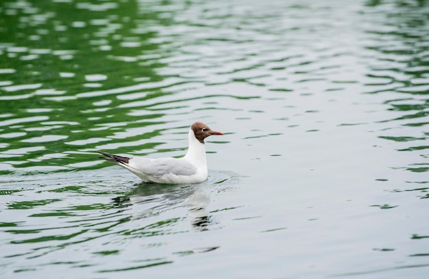 Mouette oiseau voler. Oiseau aux ailes incroyables.