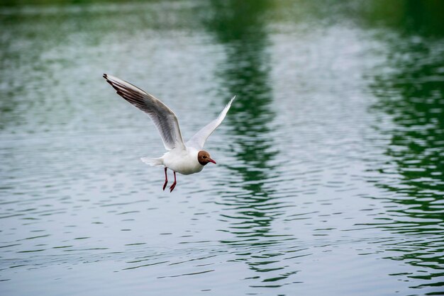 Mouette oiseau voler. Oiseau aux ailes incroyables.