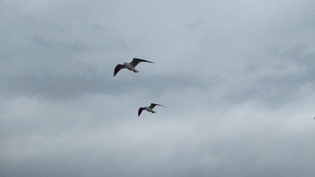 Une mouette paisible au bord de la mer en hiver