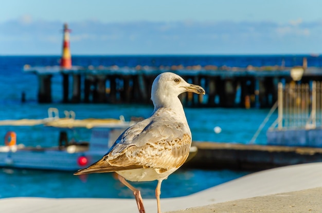 Une mouette sur le parapet sur fond de mer en été.