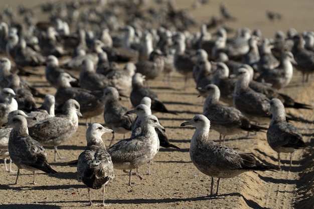 Mouette pélican de nombreux oiseaux sur la plage de baja california mexique