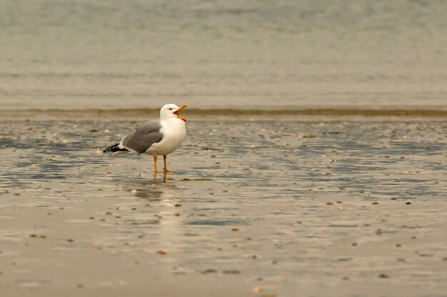 Mouette perchée au bord de la mer