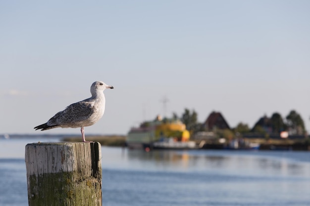 Mouette perchée sur une borne, l'île de Ruegen, Allemagne