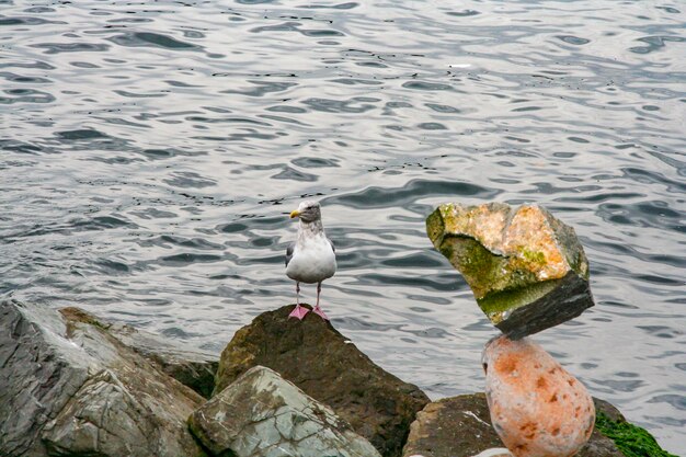 Photo la mouette perchée sur le lac