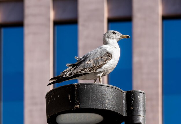 Mouette perchée sur un lampadaire dans la cité de la justice et en arrière-plan les fenêtres d'un immeuble de bureaux