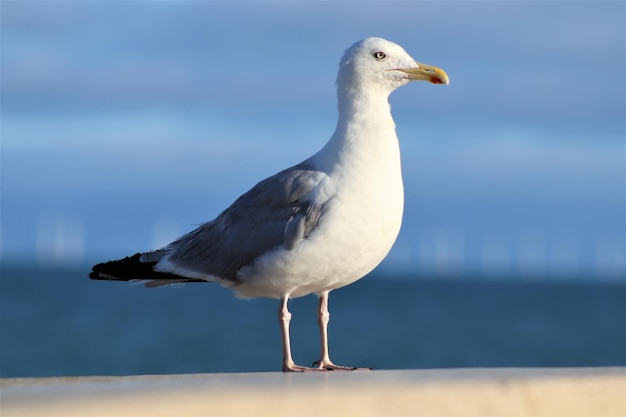 Une mouette perchée sur une mer