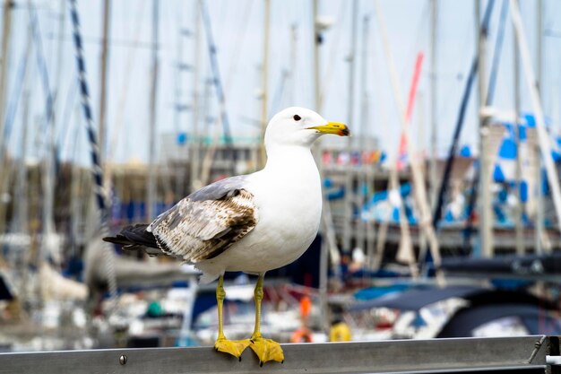 Photo une mouette perchée sur un oiseau