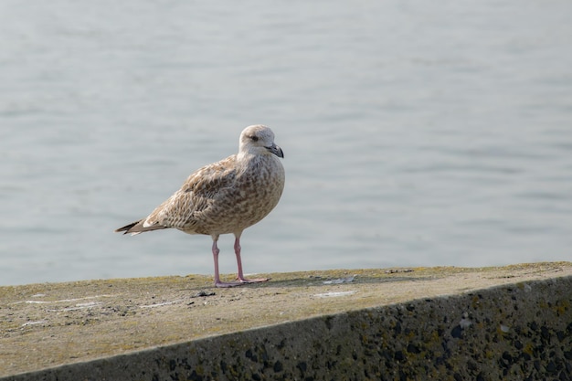 Une mouette perchée sur une plage