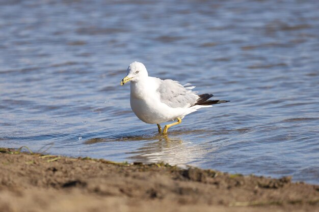 Photo une mouette perchée sur une plage