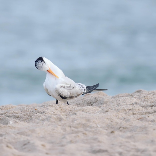 Photo une mouette perchée sur une plage