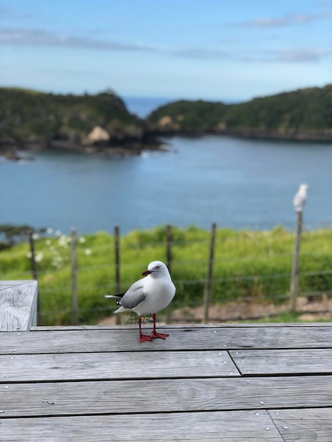 Photo une mouette perchée sur un pont en bois