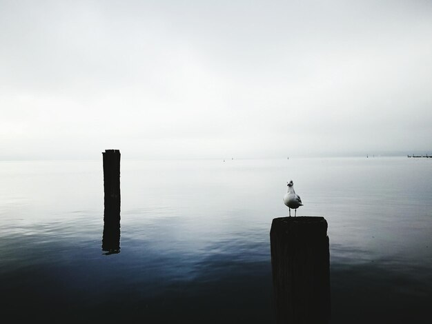 Photo la mouette perchée sur un poteau de bois par la mer contre le ciel