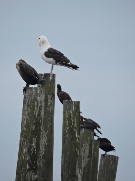 Photo une mouette perchée sur un poteau de bois