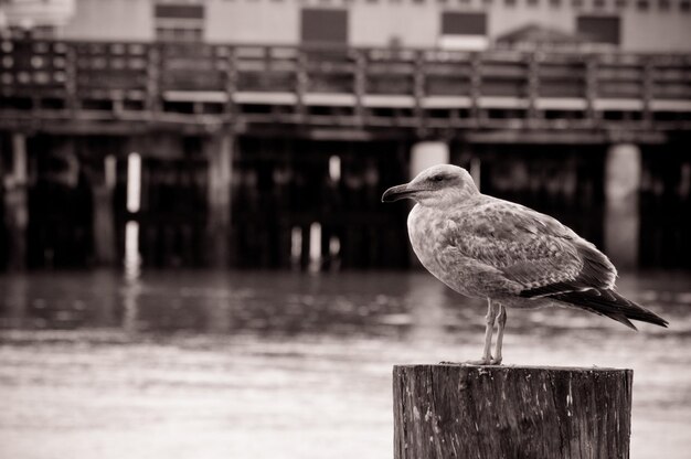 Une mouette perchée sur un poteau de bois