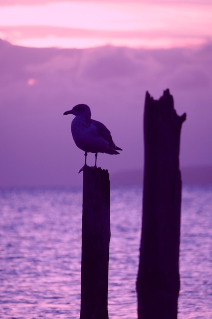 Photo une mouette perchée sur un poteau de bois