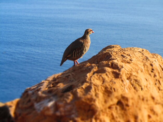 Photo une mouette perchée sur un rocher au bord de la mer