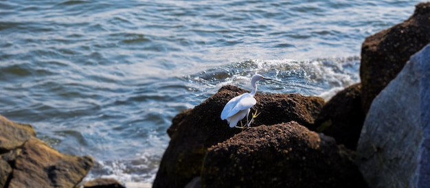 Photo une mouette perchée sur un rocher en mer