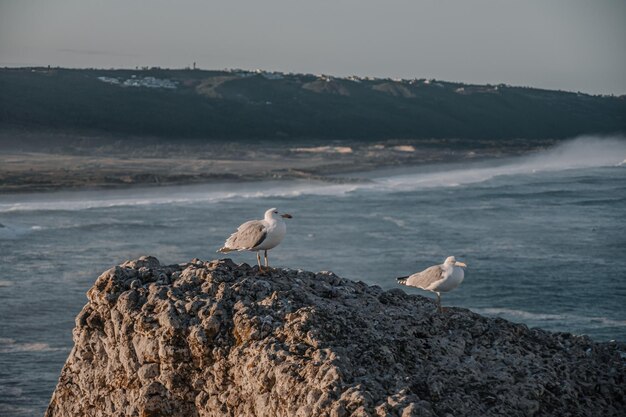 Photo une mouette perchée sur un rocher en mer