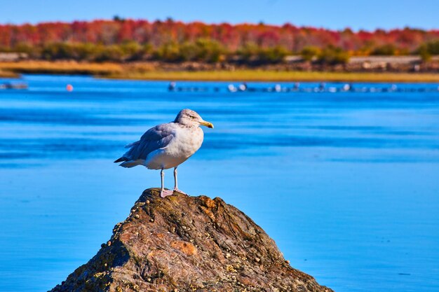 Une mouette perchée sur un rocher