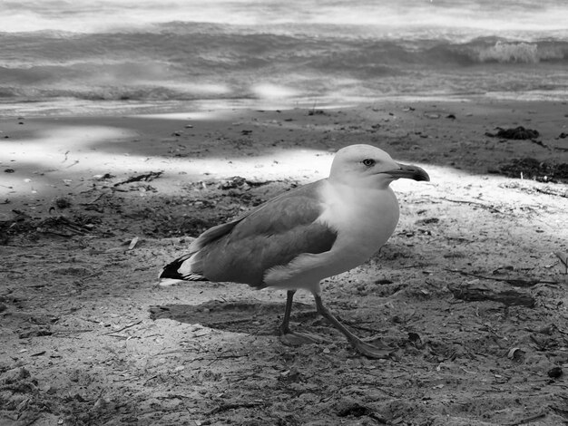 Photo une mouette perchée sur le sable de la plage