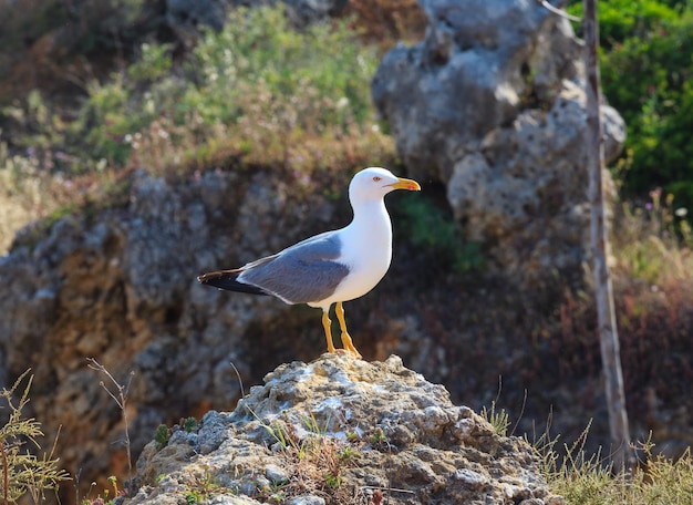 Mouette sur pierre (gros plan). Vue sur le rivage d'été.