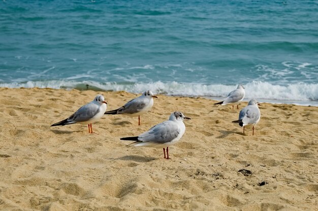 Mouette sur la plage à busan, corée du sud