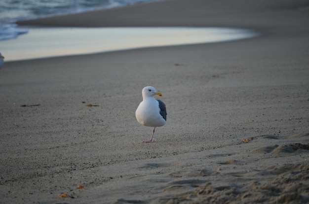 Mouette à la plage dans un arrière-plan flou