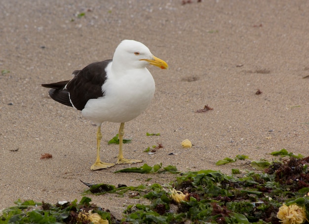 Mouette sur la plage avec kelps à Punta del Este, Uruguay