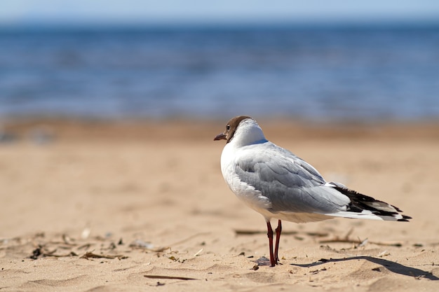 Mouette sur la plage de sable au bord de la mer.