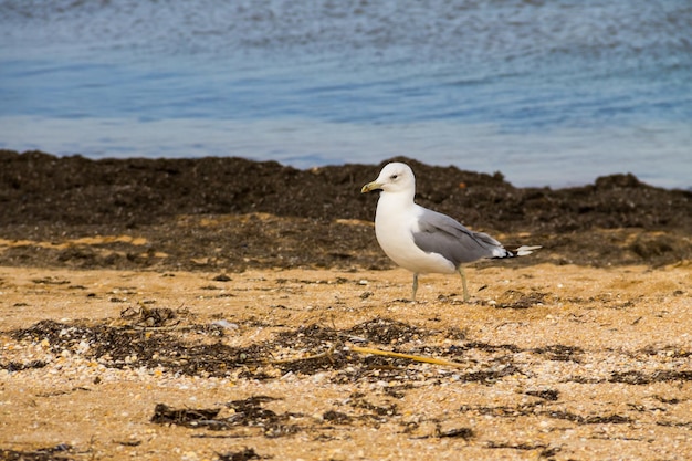 Mouette sur la plage de sable