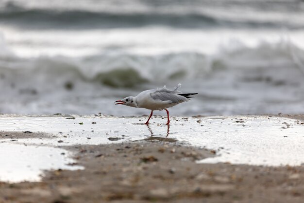 Mouette sur la plage en vol