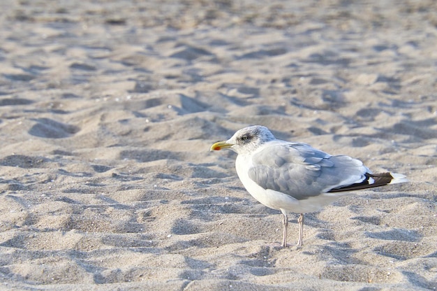 Mouette sur la plage de Zingst Oiseau qui traverse le sable au bord de la mer