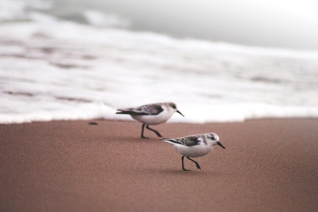 Photo la mouette sur une plage