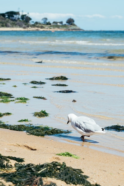 Une mouette sur la plage.