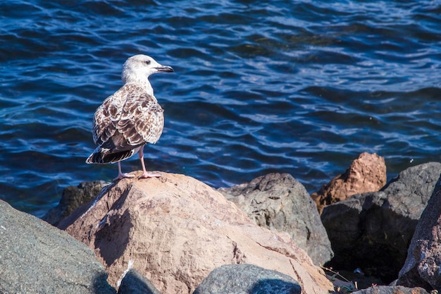 mouette sur la plage