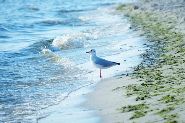 mouette sur la plage