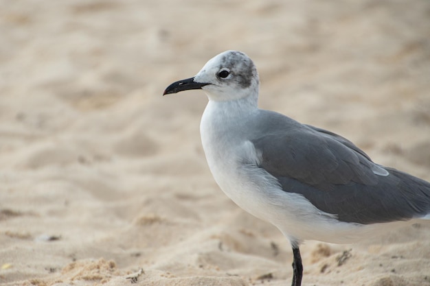 mouette sur la plage