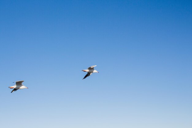 La mouette plane dans le ciel au-dessus de la mer