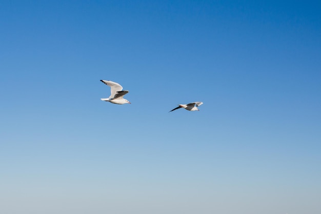 La mouette plane dans le ciel au-dessus de la mer