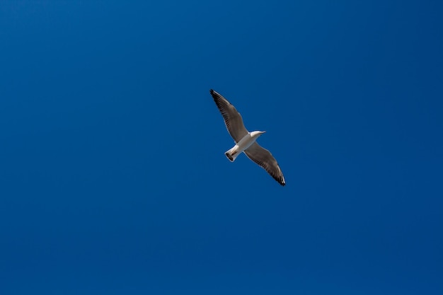 La mouette plane dans le ciel au-dessus de la mer