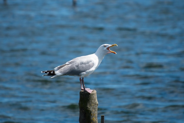 Une mouette posée sur un morceau de bois