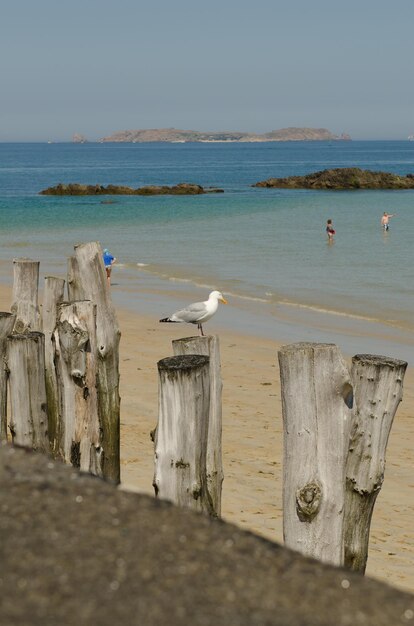 Photo la mouette sur un poteau de bois sur la plage