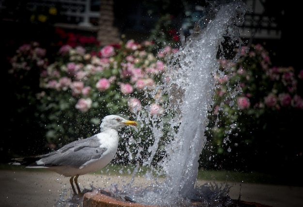 Mouette près de la fontaine dans une roseraie