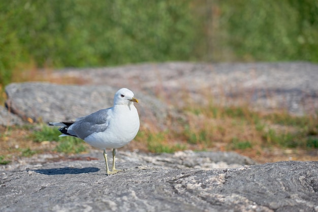 Une mouette près d'une pierre de granit au soleil