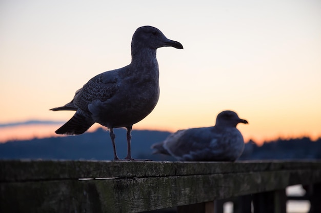 Mouette à quai