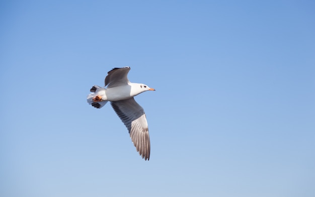 Mouette qui vole dans le ciel