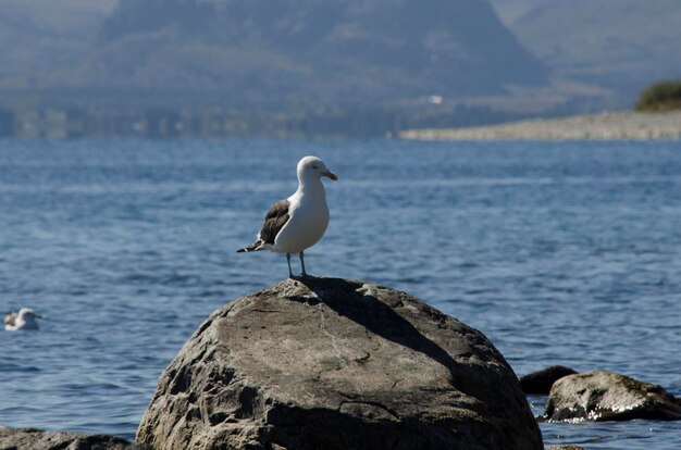 une mouette reposant sur un tronc avec un lac en Patagonie en arrière-plan