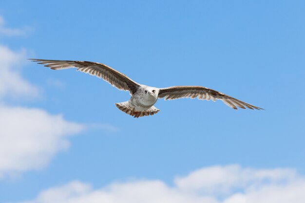 mouette rétroéclairé par le soleil vole